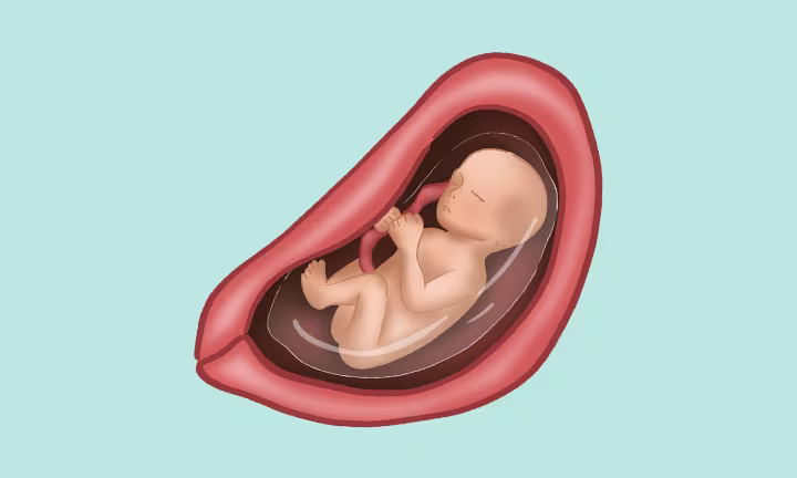 baby at 24 weeks pregnant