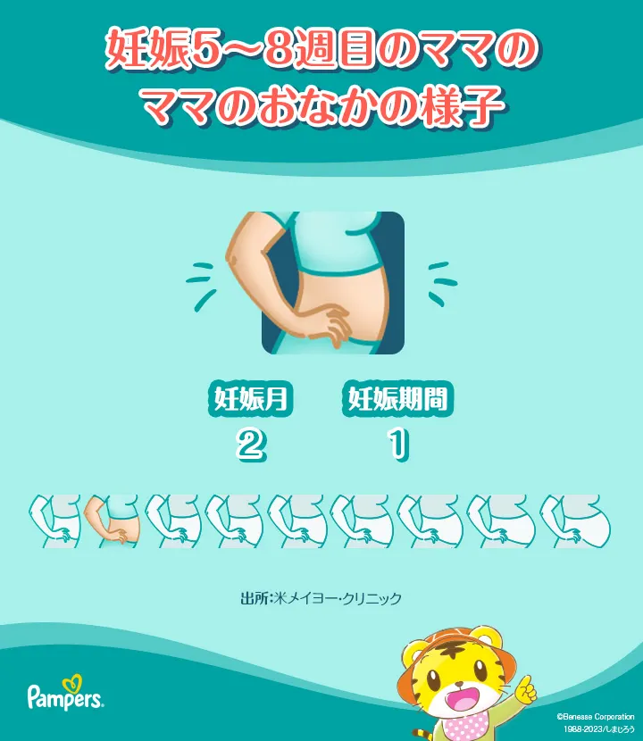 妊娠5~8週目のママのお腹の様子 妊娠5~8週目のママのお腹の様子