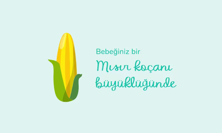 Your baby is the size of an ear of corn