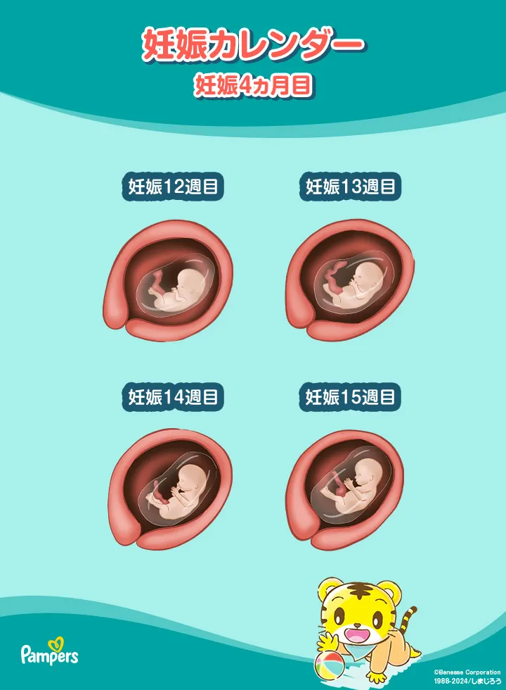 妊娠4ヵ月の胎芽