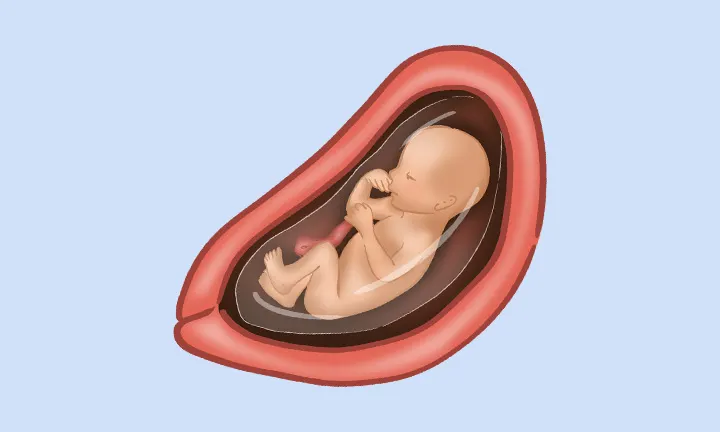Feto en la semana 22 de embarazo Feto en la semana 22 de embarazo
