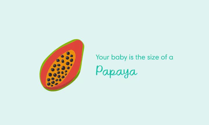 Your baby is the size of a papaya