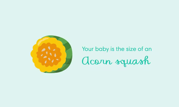 Your baby is the size of an acorn squash