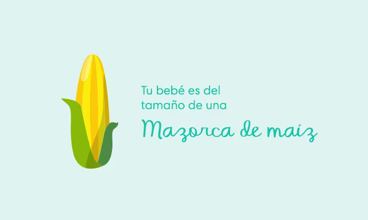Tu bebé es del tamaño de una mazorca de maíz