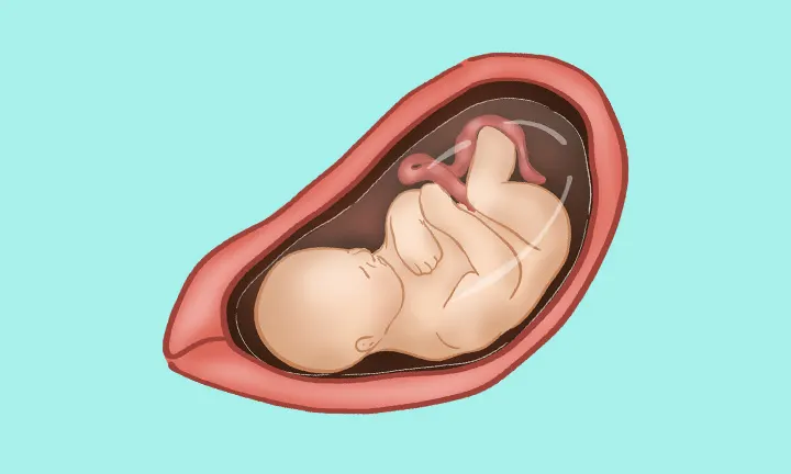 妊娠33週目 妊娠33週目