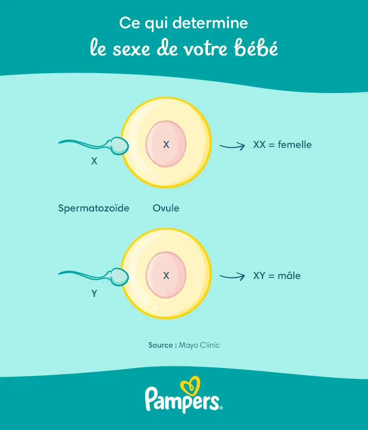 Ce qui détermine le sexe de votre bébé Ce qui détermine le sexe de votre bébé