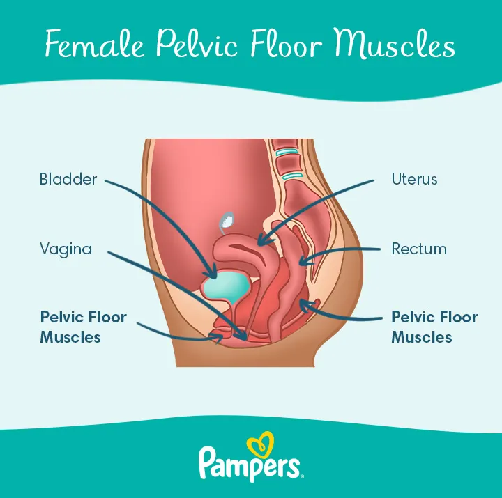 Kegel Exercise