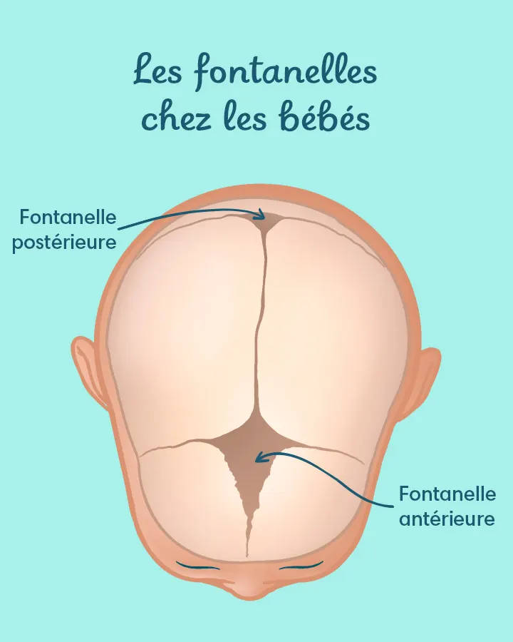 Les fontanelles du bébé Les fontanelles du bébé