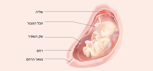 התפתחות העובר לפי שבועות-Article Content Image week19 19