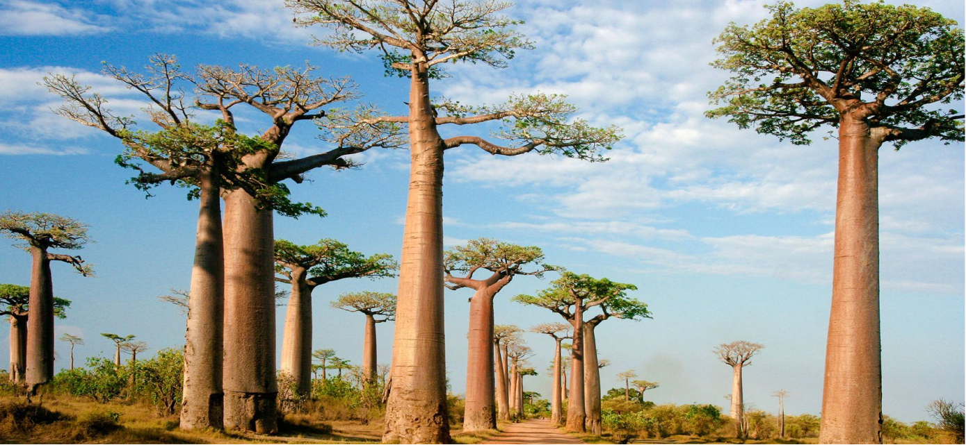 Coverage/Country - Madagascar - Hero Header Image