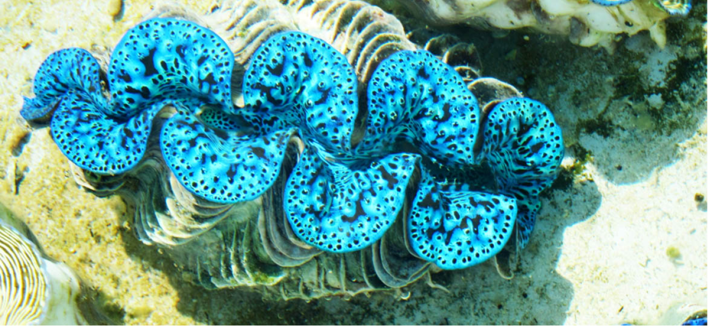 Coverage/Country - Samoa - Hero Header Image