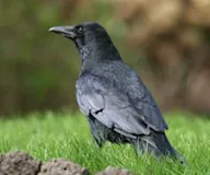 Хар хэрээ