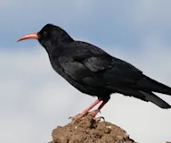 Улаанхушуут жунгаа
