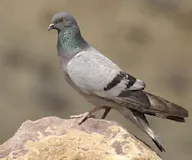 Хадны тагтаа