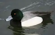 Тэнгисийн шумбуур
