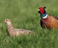Зэрлэг гургуул