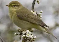Ногоон дуучшувуу