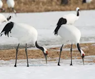 Алаг тогоруу