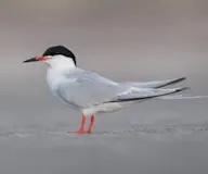 Эгэл хараалай