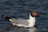 Бортолгойт цахлай