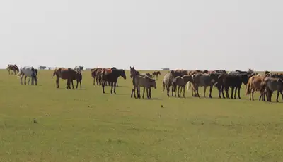 Мэнэнгийн тал — зураг 1
