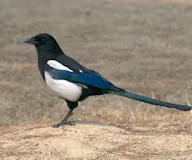 Алаг шаазгай