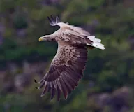 Цагаансүүл нөмрөгбүргэд