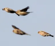 Улаан цэгцүүхэй