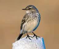 Харзан шийхнүүхэй