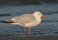 Шөвгөр цахлай