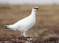 Цэвдгийн ахууна