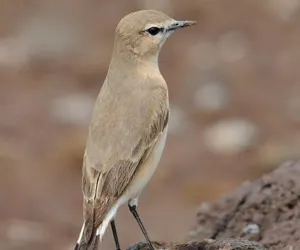 Бүжимч чогчиго — зураг 1