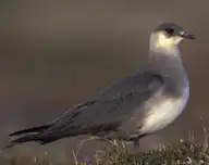 Годон хайлгана