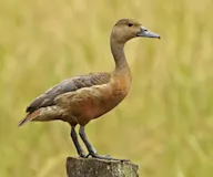 Модны анхир