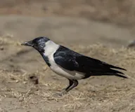 Алагтуу хэрээ