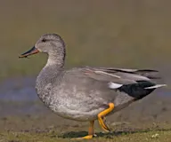 Бор нугас