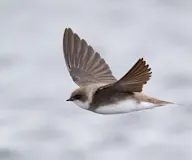 Элсэг эргийнхараацай