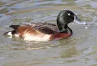Ухаа шумбуур