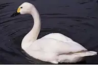 Гунгар хун