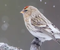 Шунхан цэгцүүхэй