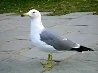 Харсүүлт цахлай
