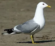 Үүлэн цахлай