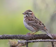 Харшанаа хөмрөг