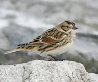 Лапланд буулгатхөмрөг