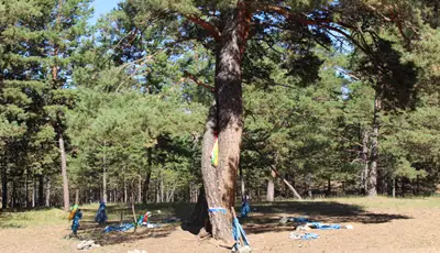 Дурлалын мод — зураг 1