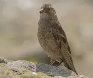 Хималайн зангалай