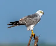 Хээрийн хулд