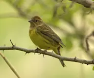 Орхимжит хөмрөг