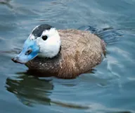 Цагаантолгой ямаансүүлт
