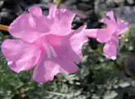 Улаан тулам